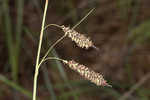 Barratt's sedge